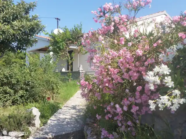 Sofía en Croacia, Istria, Labin - casa vacacional Entrada con plantas mediterráneas.