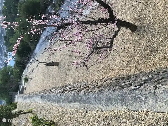 Jardín en terraza con árboles frutales