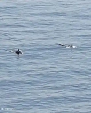 With a little luck you can see the dolphins swimming from the terrace