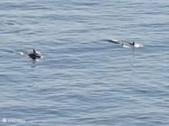 villa huren in Spanje, Costa Tropical, Salobreña – Villa29 Met een beetje geluk zie je vanaf het terras de dolfijnen zwemmen