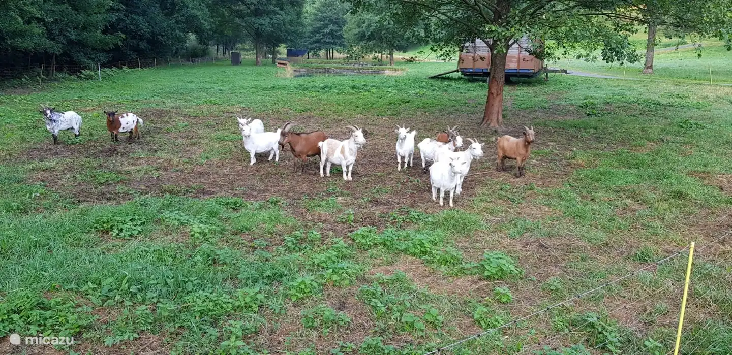 Goat farm in Kurpark 200 meters