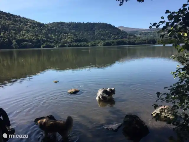 Gîte les 3 Etoiles d'Auvergne | France, Puy-de-Dôme, Égliseneuve-d'Entraigues - gîte / cottage Magnifiques lacs de baignade à proximité immédiate pour le patron et le chien - Maison van Stijn