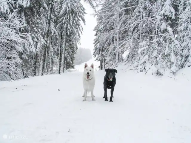 Gîte les 3 Etoiles d'Auvergne | France, Puy-de-Dôme, Égliseneuve-d'Entraigues - gîte / cottage Aussi pour les sports d'hiver avec votre chien - Maison van Stijn