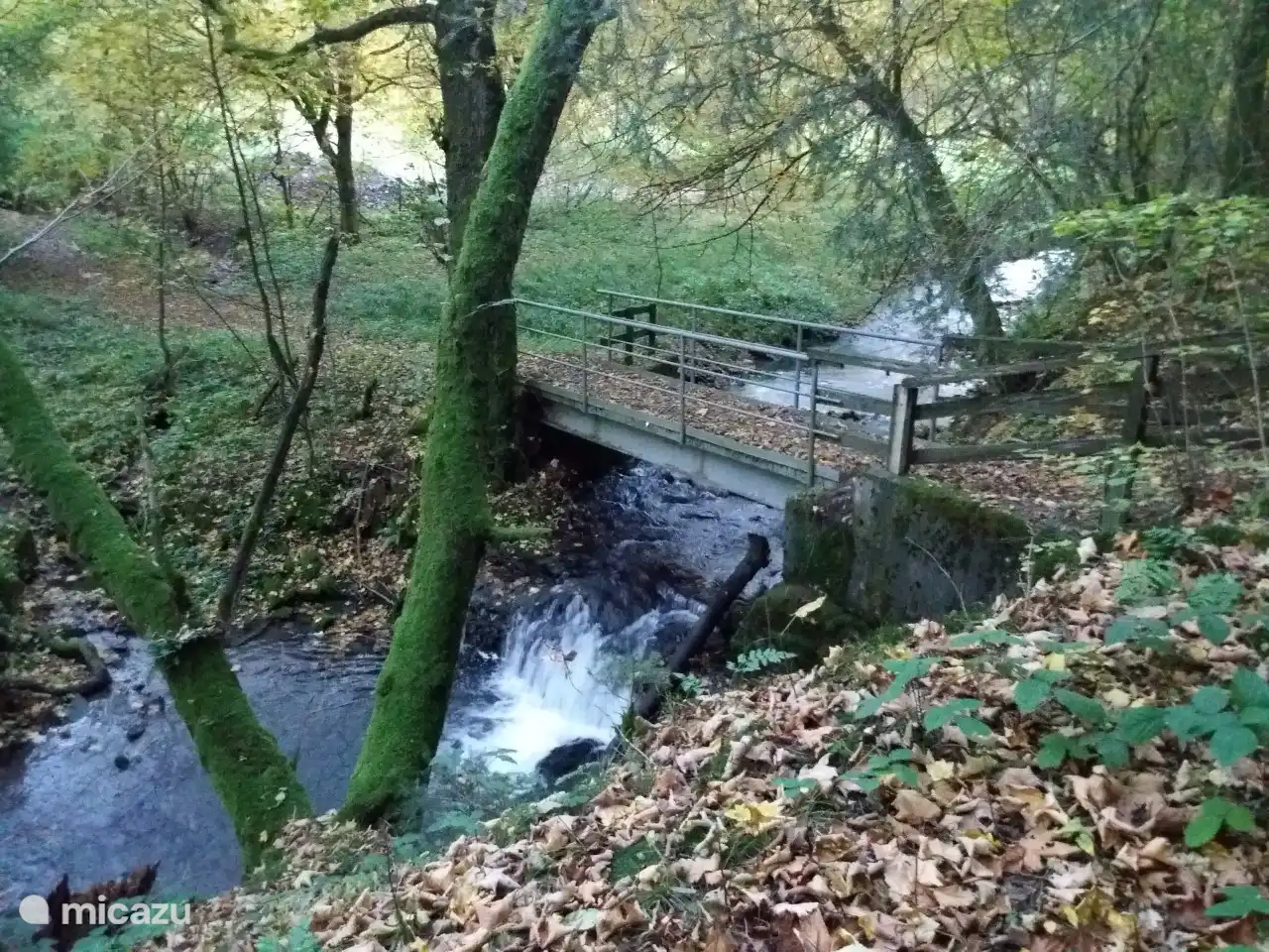 Entrance at the forest