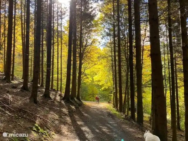 Jagdhaus am Rappelstein | Allemagne, Sauerland, Nordenau - Winterberg - maison de vacances