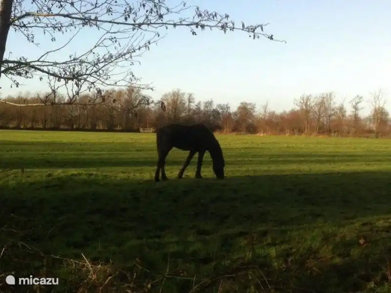 Friesian horse.