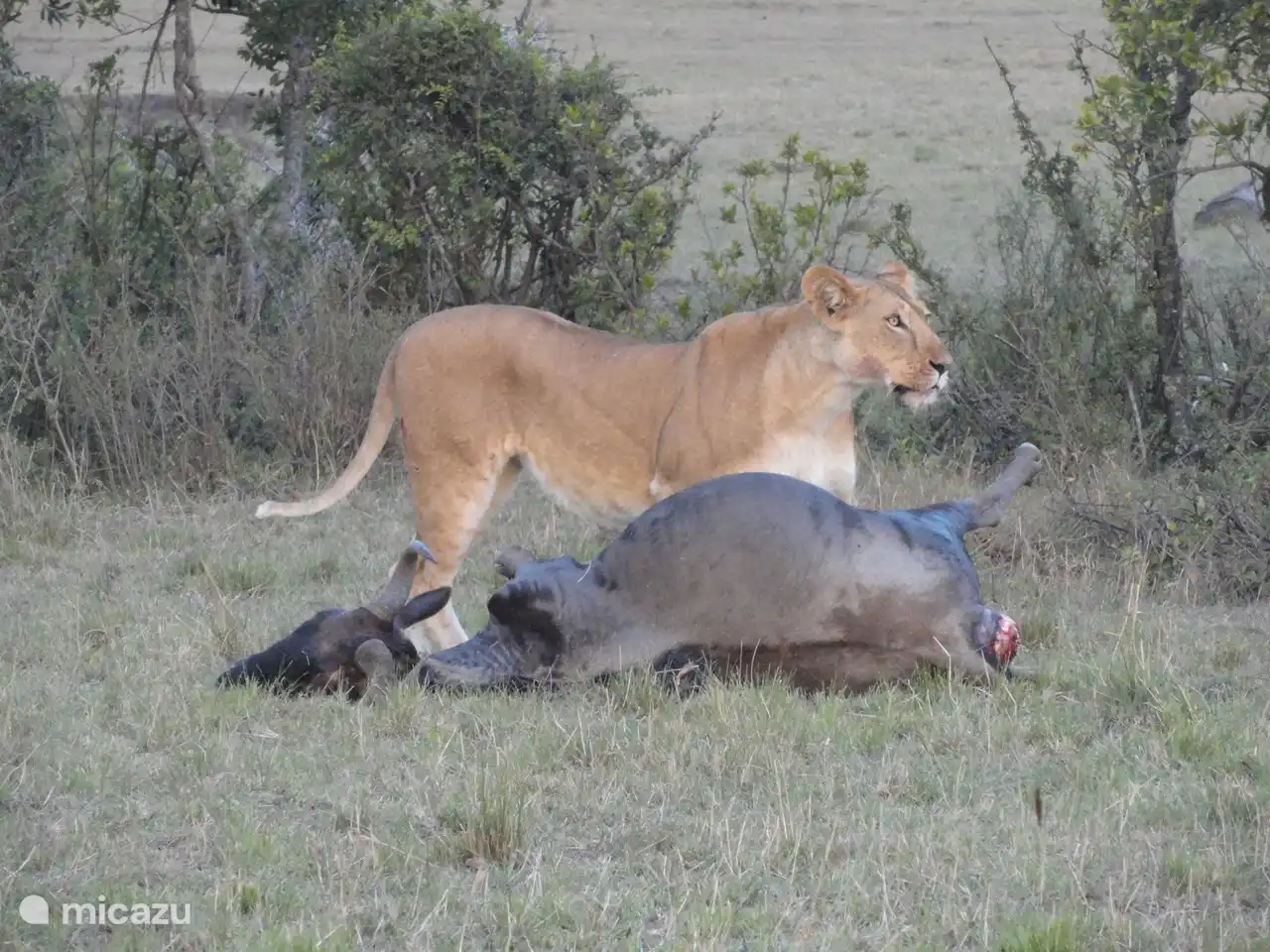 Löwe in der Nähe des Hauses