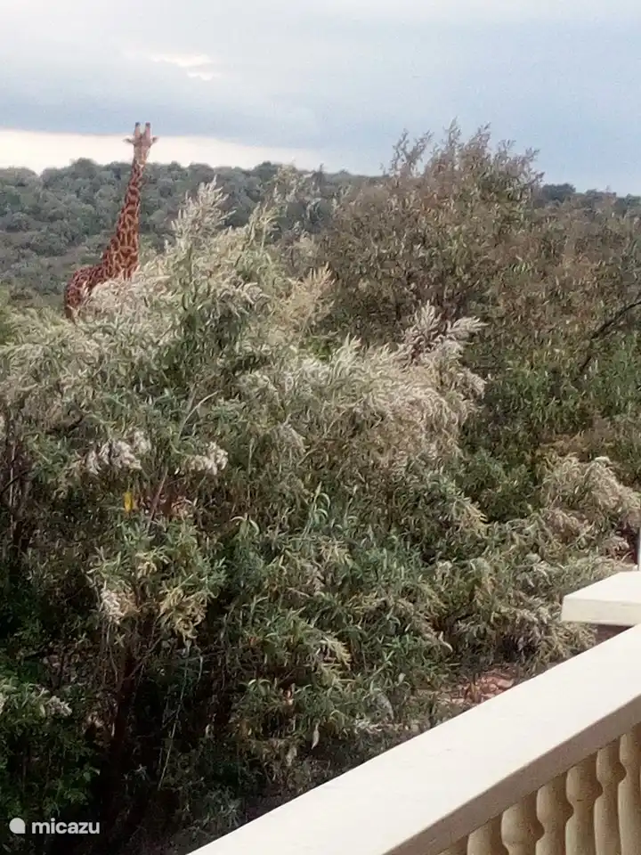 Giraffe neben dem Haus