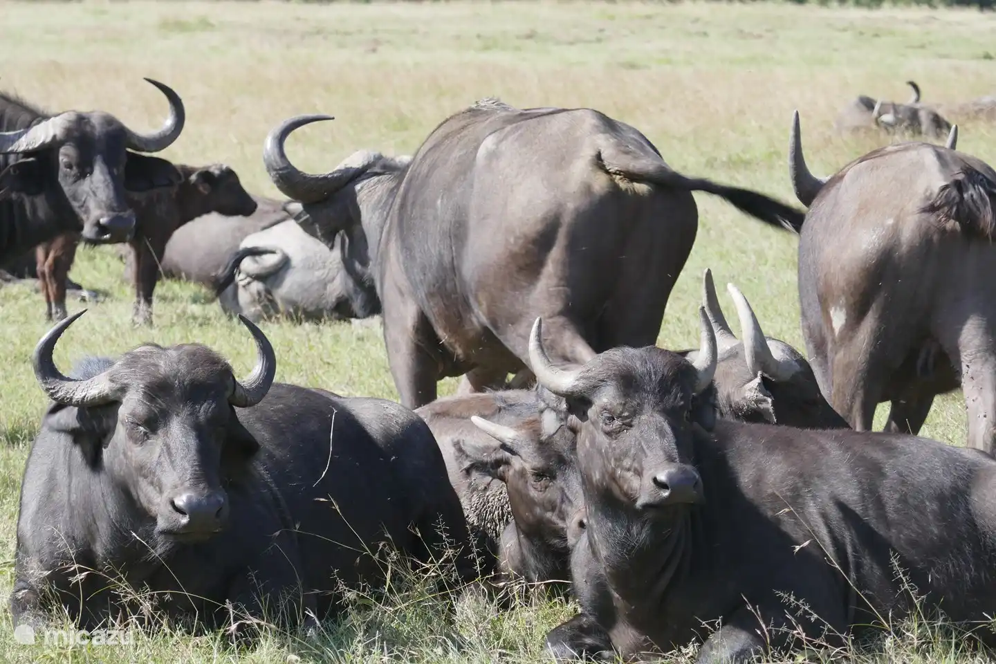 Büffel in 5 km Entfernung