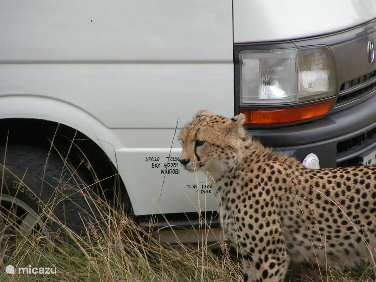 Wie schön kann es sein, einem Geparden so nahe zu sein. Manchmal sind sie sogar auf der Motorhaube