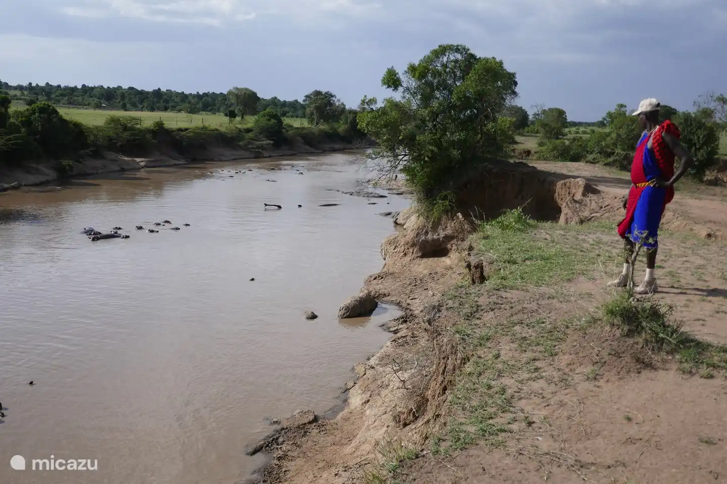 Flusspferde und Krokodile