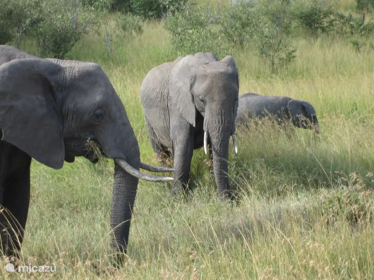 Elefanten. Wir haben auch Elefanten, die oft das Haus besuchen und sich von unseren Rosen und anderen Pflanzen ernähren