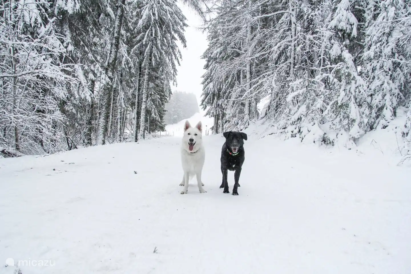 Auch für den Wintersport mit Ihrem Hund - Maison van Stijn