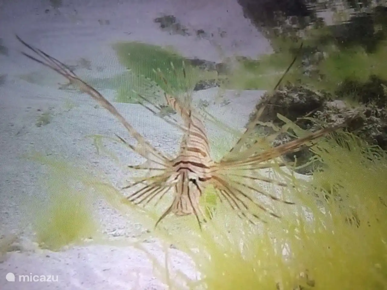 Fischen Sie im Korallenriff vor der Tür