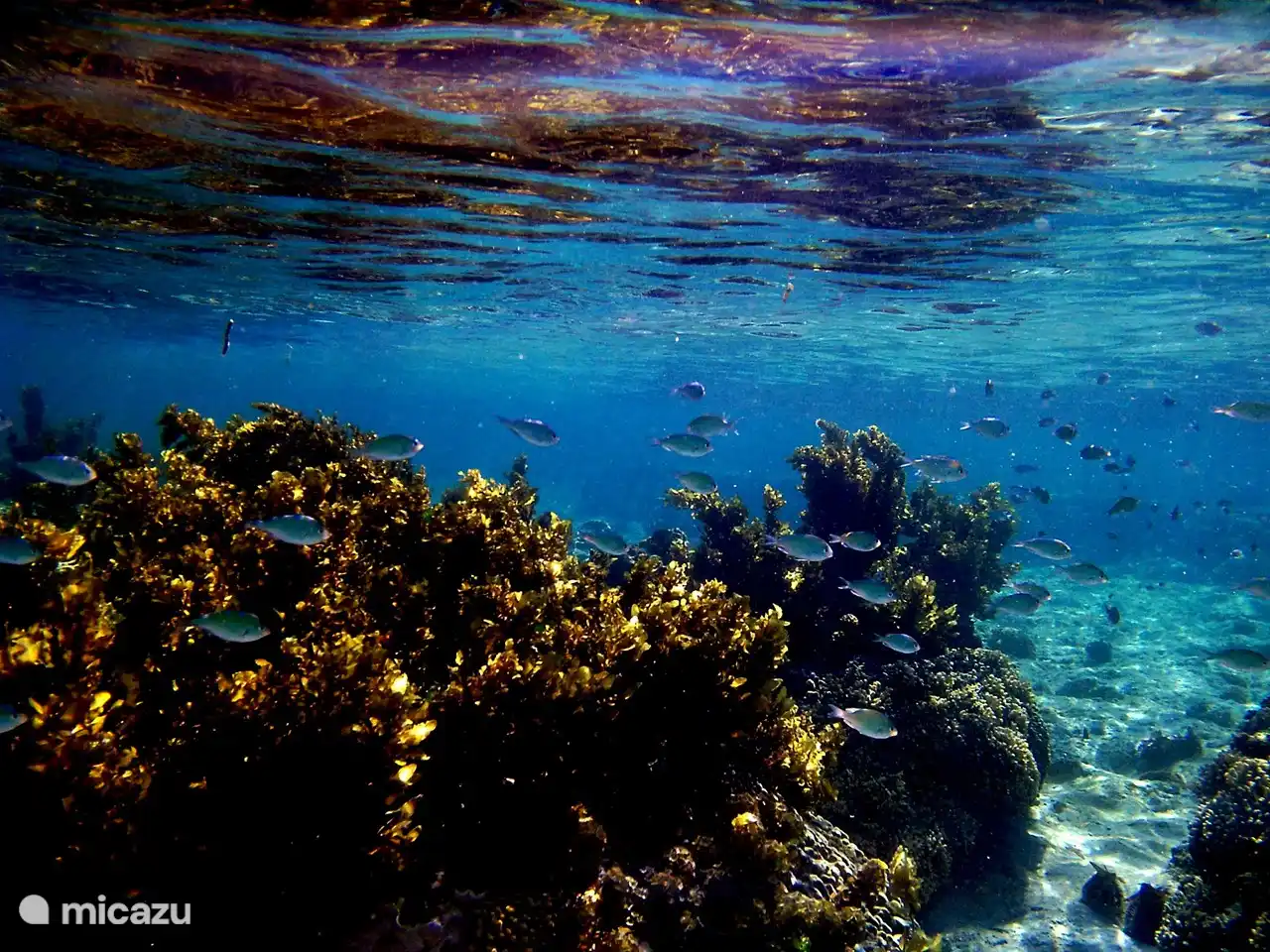 Schnorcheln im Korallenriff vor Ihrer Haustür