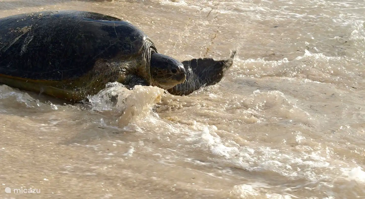 Schildkröte, die ihre Eier in der Nähe unseres Hauses abgelegt hat und zurück ins Meer geht