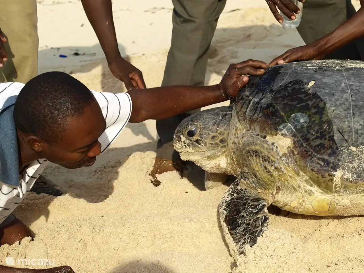 Turtle ist für die Forschung markiert. Meine Mitarbeiter sind Teil des Turtle Watch-Projekts