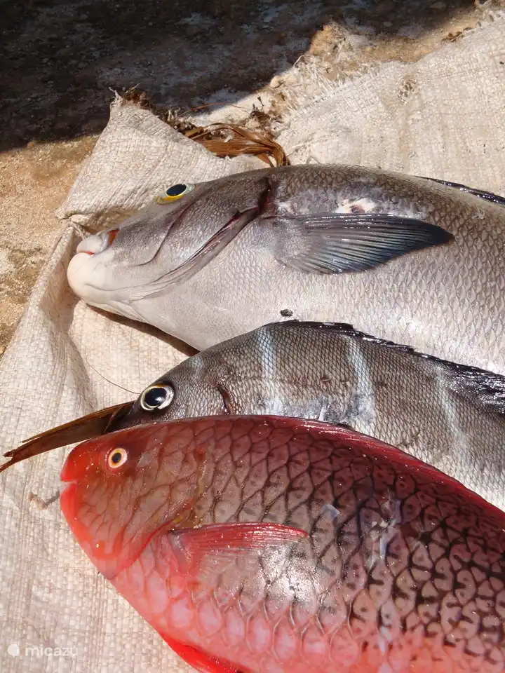 der Fang des Tages von den Fischern in unserem Haus