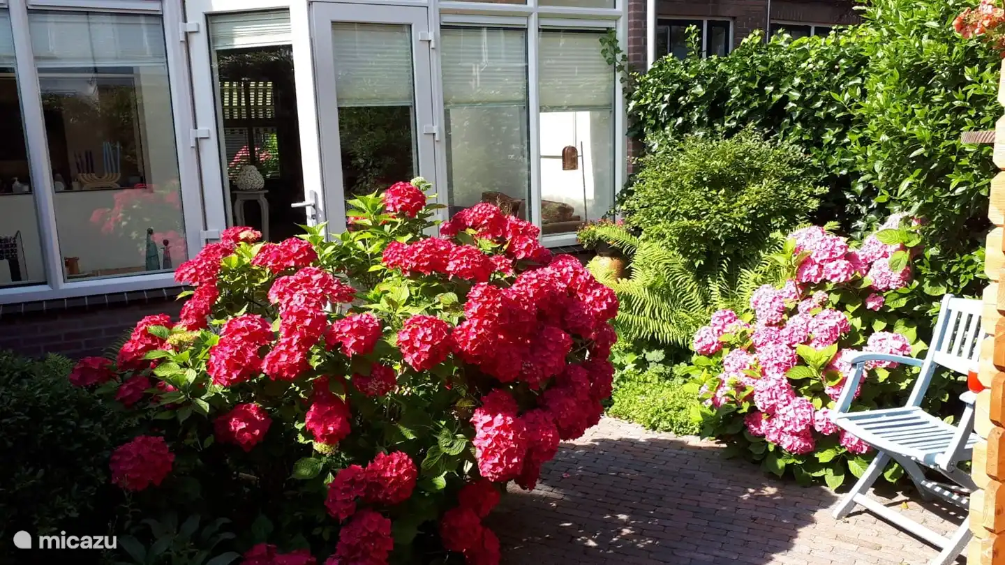 der Garten mit Hortensien