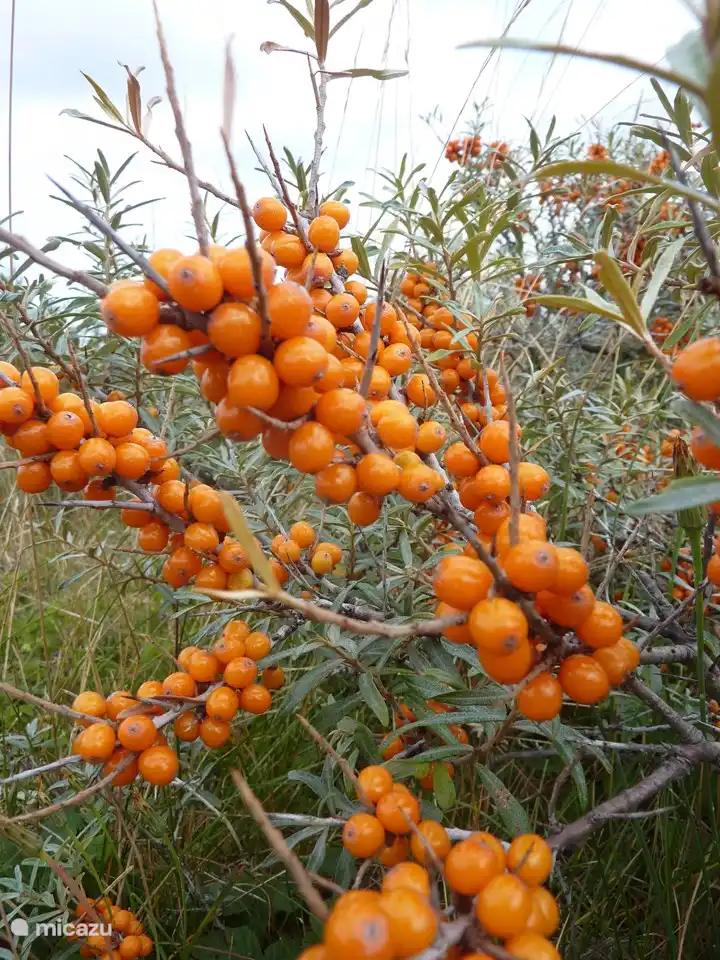 Sanddorn in den Dünen