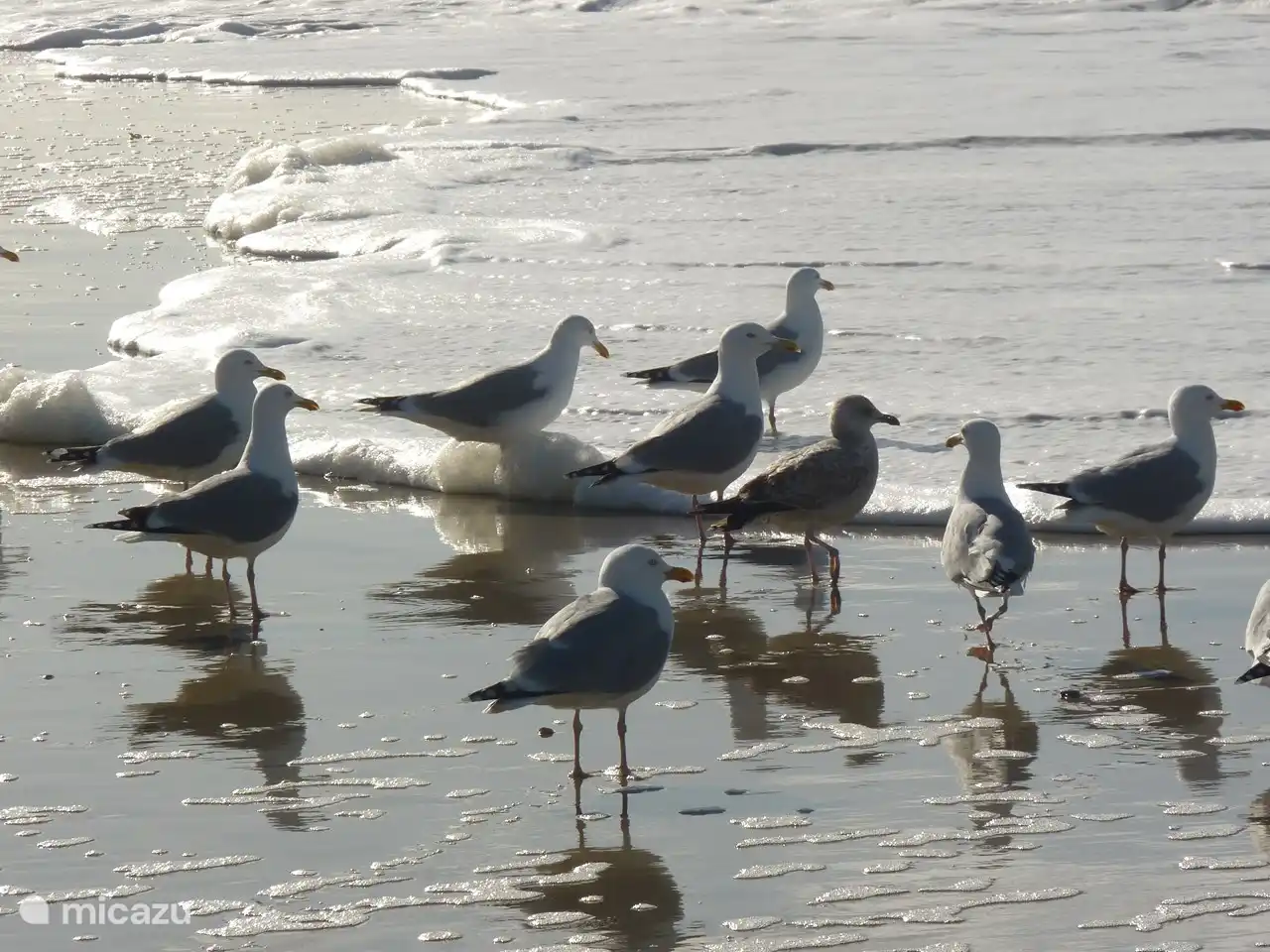 Silbermöwen am Strand