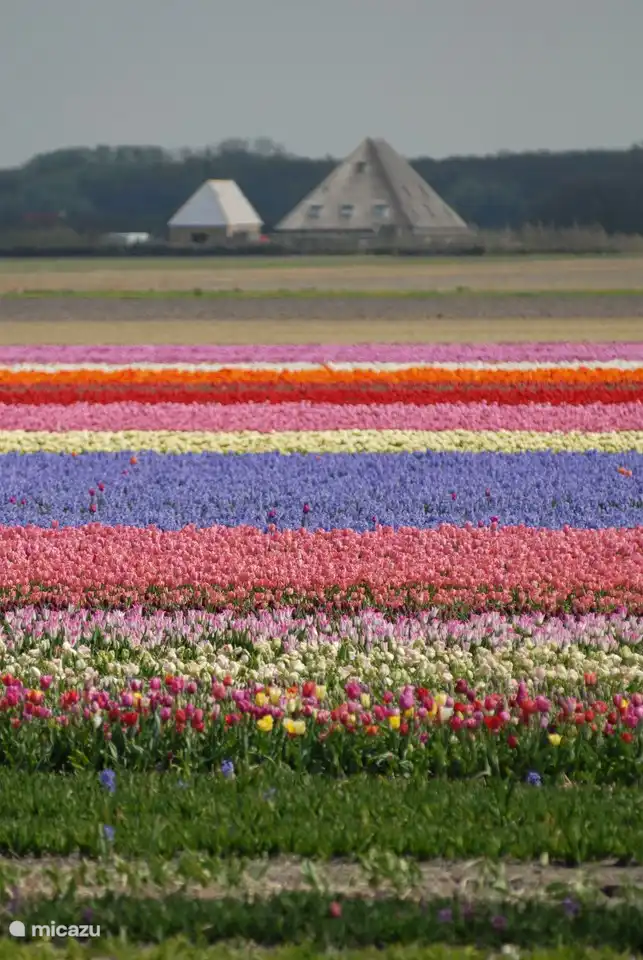 Zwiebelfelder in der Nähe von Noordwijk