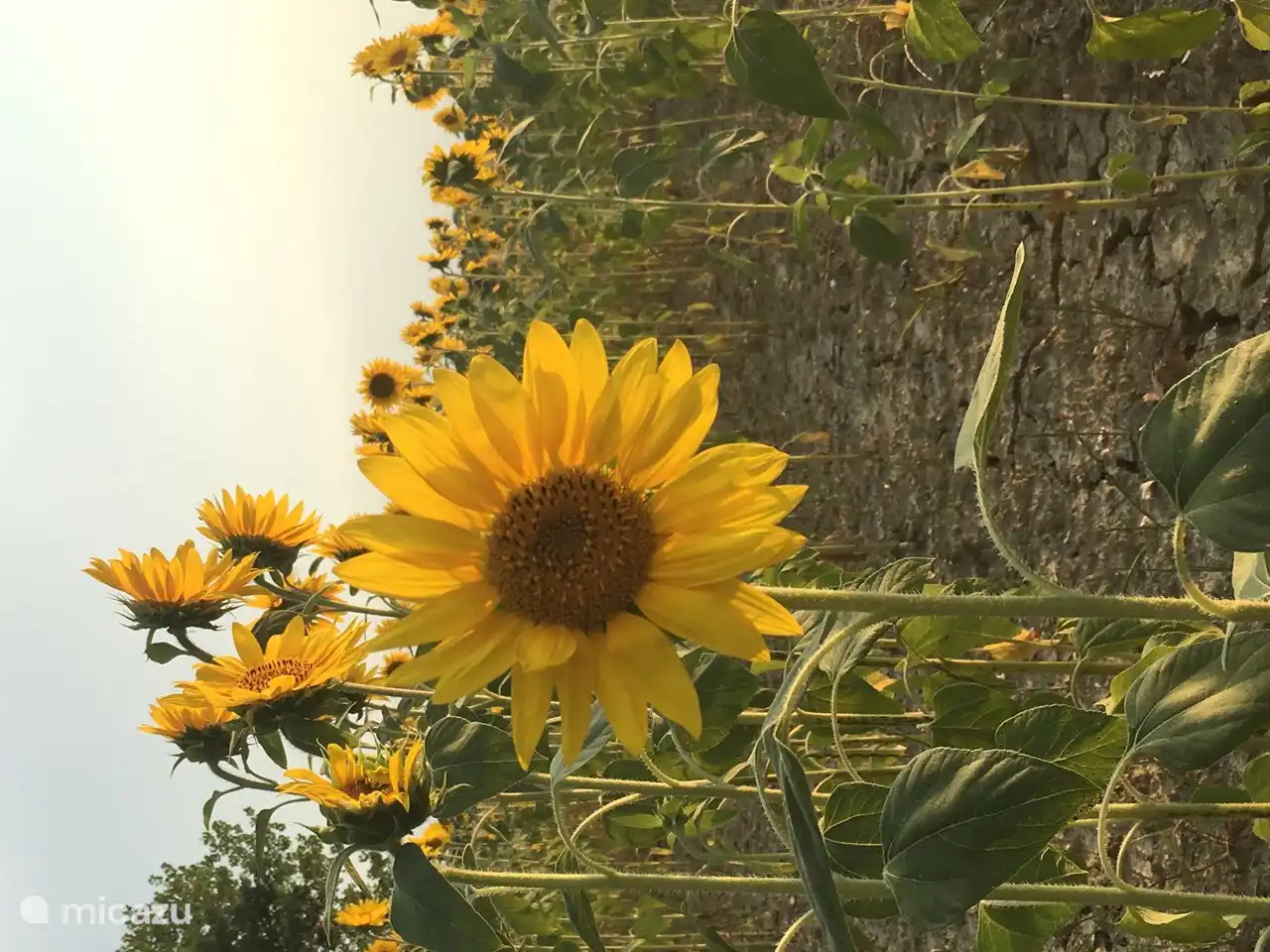 somptueux girasoli à Il Posto Perfetto