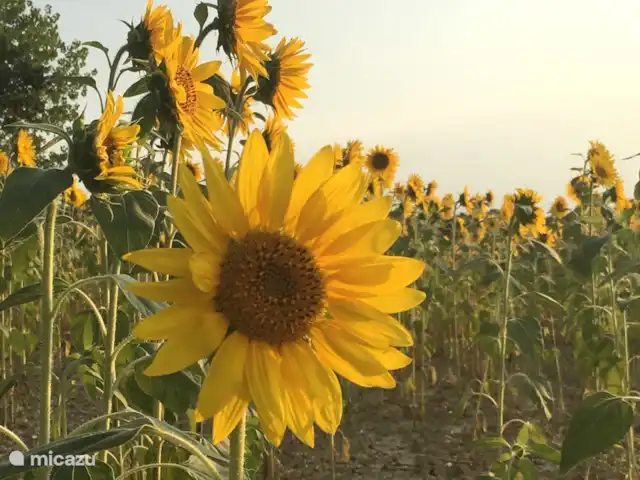 Il Posto Perfetto-appartement Monti huren in Italië, Marche, Santa Maria Nuova - appartement weelderige girasoli bij Il Posto Perfetto