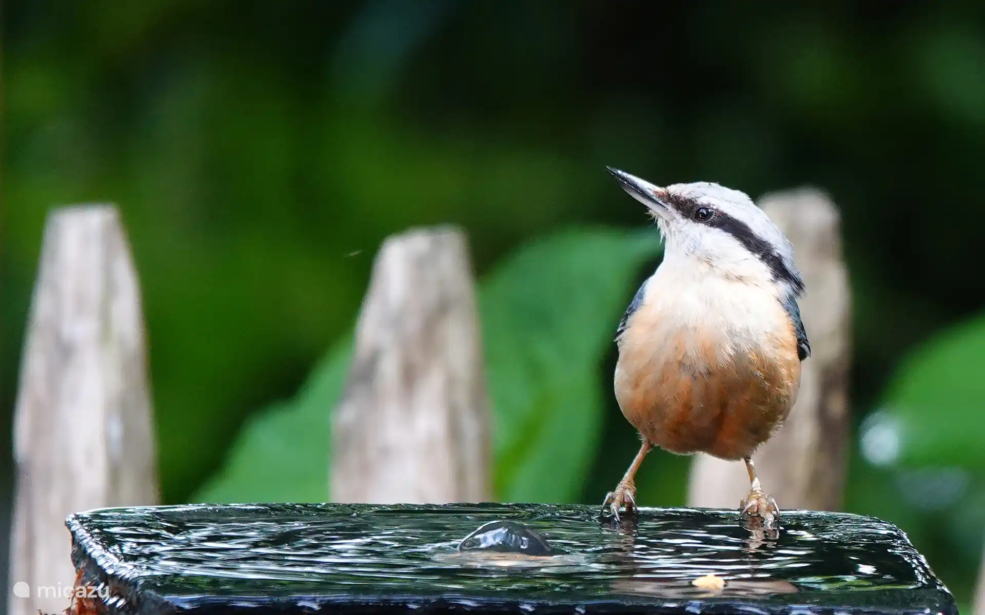 Viele Vögel im Garten, die zum Fressen und Baden kommen. Eine echte Party! (Foto 27. Mai 2025)