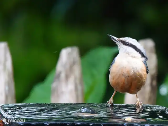 Location de Vacances Pays-Bas, Gueldre, Hulshorst (lac Veluwe), villa - Vacances de rêve Veluwe Beaucoup d’oiseaux dans le jardin qui viennent manger et se baigner. Une vraie fête ! (photo du 27 mai 2025)
