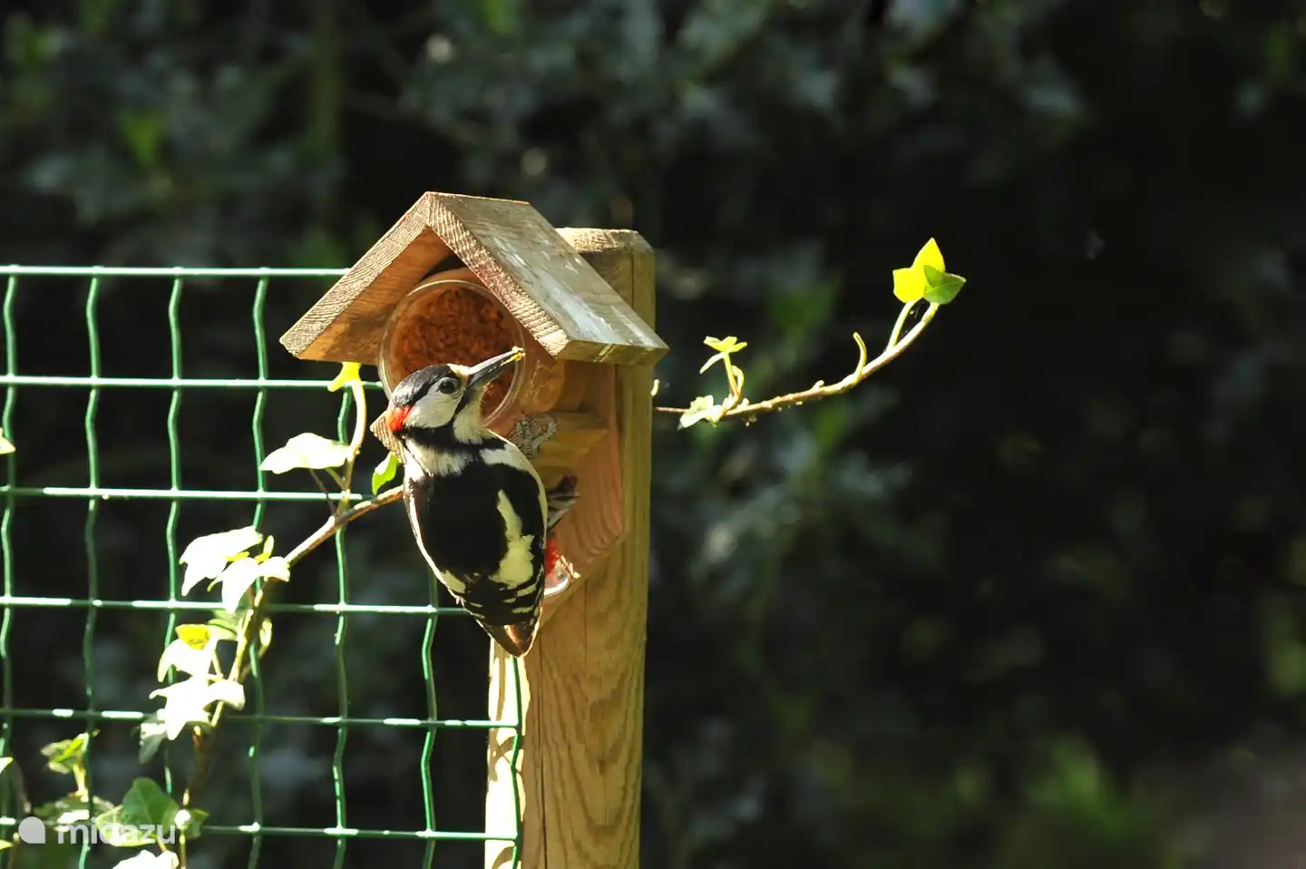 Buntspecht im Garten am Futterautomaten