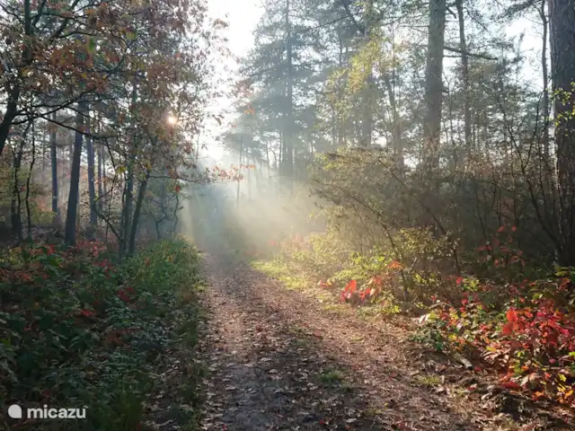 Location de Vacances Pays-Bas, Gueldre, Hulshorst (lac Veluwe), villa - Vacances de rêve Veluwe Belle lumière en automne et au printemps (photo 2020)