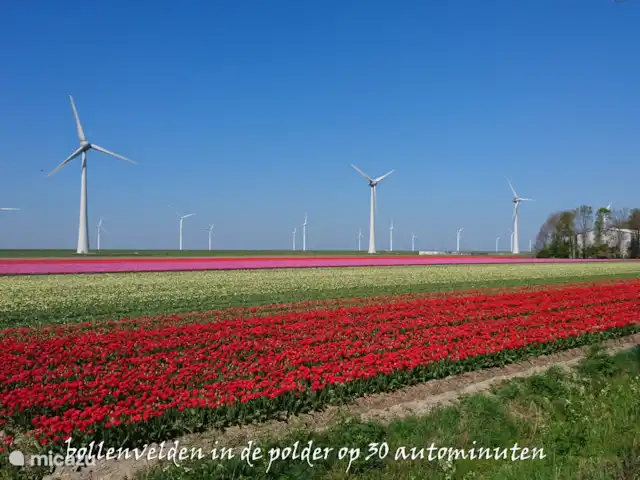Location de Vacances Pays-Bas, Gueldre, Hulshorst (lac Veluwe), villa - Vacances de rêve Veluwe Champs de bulbes en mai à 20 minutes en voiture et à vélo