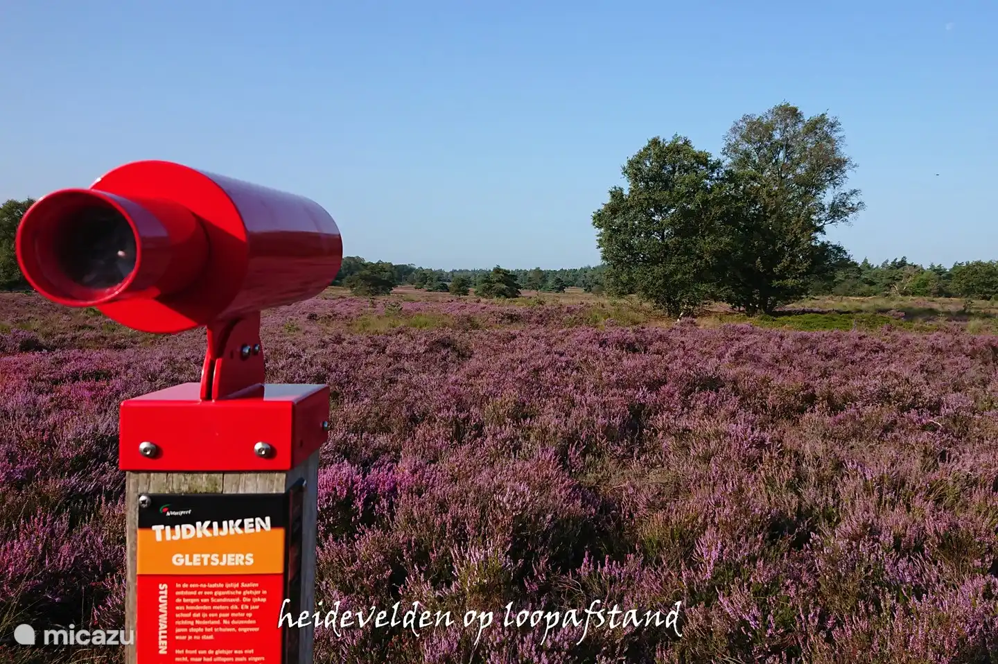 Blühende Heide im August