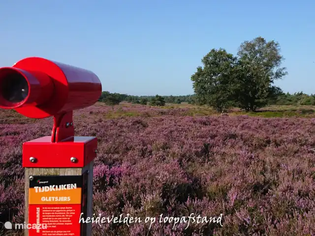 Location de Vacances Pays-Bas, Gueldre, Hulshorst (lac Veluwe), villa - Vacances de rêve Veluwe Bruyère en fleurs en août