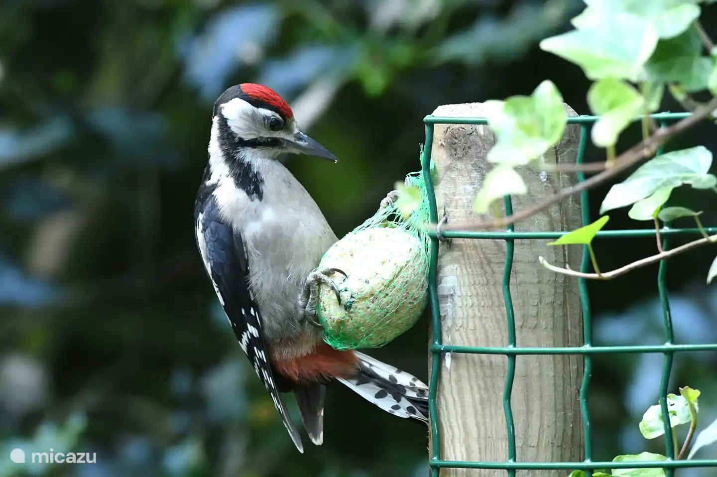 Alle Arten von Vögeln im Garten. Dieser junge Buntspecht fand im Mai 2020 auch den Garten.