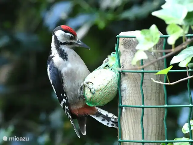 Location de Vacances Pays-Bas, Gueldre, Hulshorst (lac Veluwe), villa - Vacances de rêve Veluwe Toutes sortes d'oiseaux dans le jardin. Ce jeune grand pic épeiche a également trouvé le jardin en mai 2020.