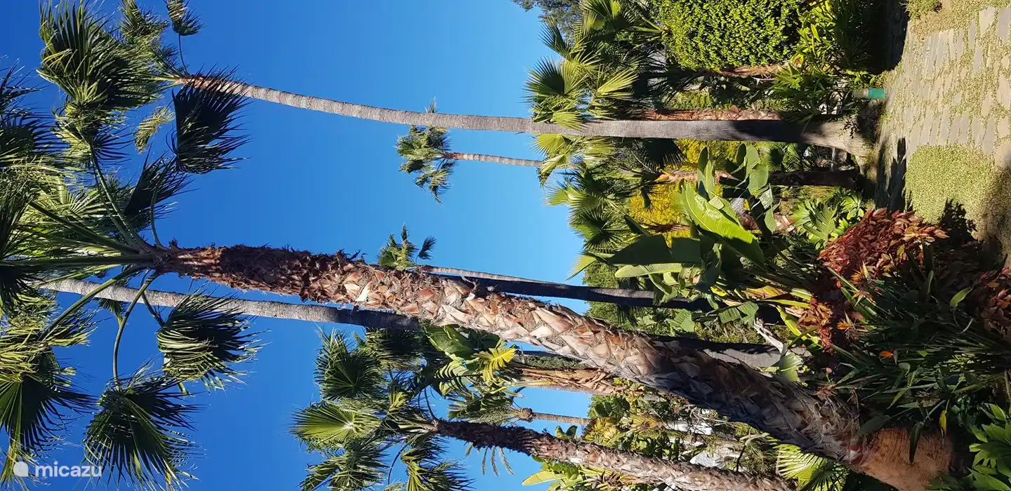 Palmeras en el patio.