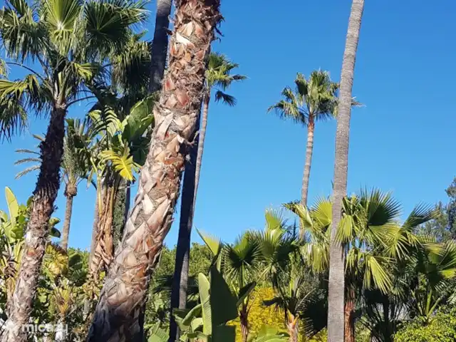 Location de Vacances Espagne, Costa del Sol, Mijas Golf, appartement - Maison Hoyo 16 Palmiers dans la cour.