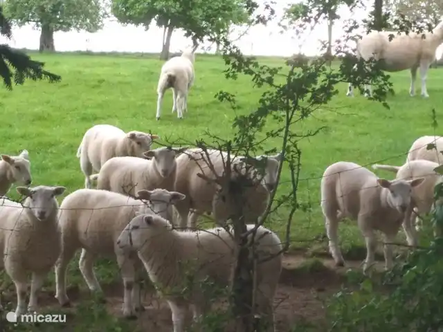 Hof Caerdebeeck - Le jardin des cerisiers | Pays-Bas, Limbourg, Escalade - maison de vacances Les agneaux en mai, nés en février