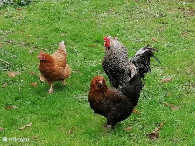 Hof Caerdebeeck - Le jardin des cerisiers | Pays-Bas, Limbourg, Escalade - maison de vacances Les poulets ...