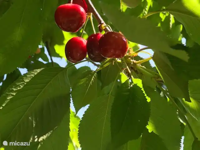 Location de Vacances France, Tarn-et-Garonne, Valeilles, gîte / cottage - Gîte Le Vieux Manoir Verger
