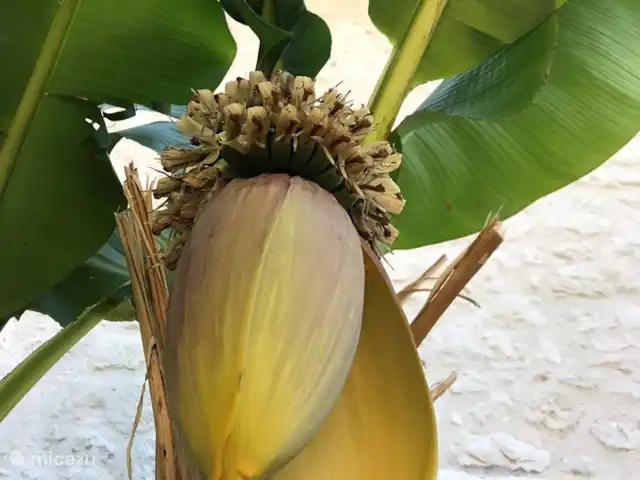 Location de Vacances France, Tarn-et-Garonne, Valeilles, gîte / cottage - Gîte Le Vieux Manoir Notre bananier en fleurs