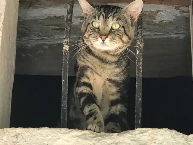 Location de Vacances France, Tarn-et-Garonne, Valeilles, gîte / cottage - Gîte Le Vieux Manoir notre chat domestique Pouf