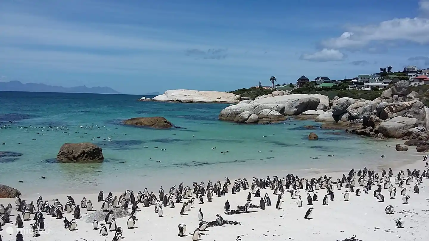 Boulders Beach avec ses pingouins africains et même l'observation des baleines pendant les mois de juillet-novembre !