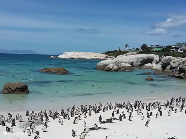 Location de Vacances Afrique du Sud, Le Cap (Cap occidental), Houtbaai, villa - The Gables, Hout Bay Boulders Beach avec ses pingouins africains et même l'observation des baleines pendant les mois de juillet-novembre !