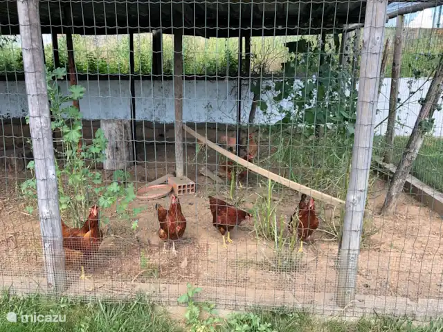 A Casa Amarela | Portugal, Coimbra, Pinheiro de Coja - maison de vacances