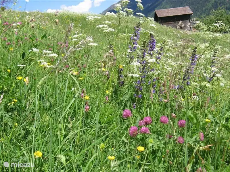 Of flowers in spring