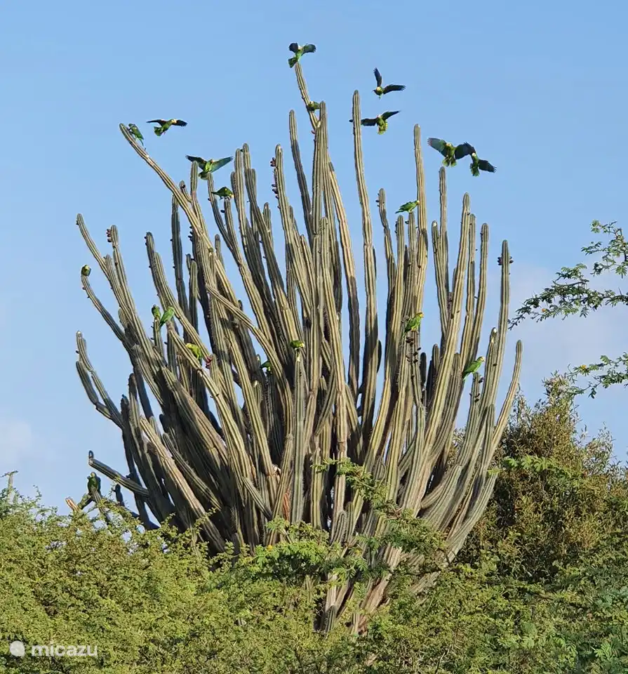 Papegaaien in onze tuin