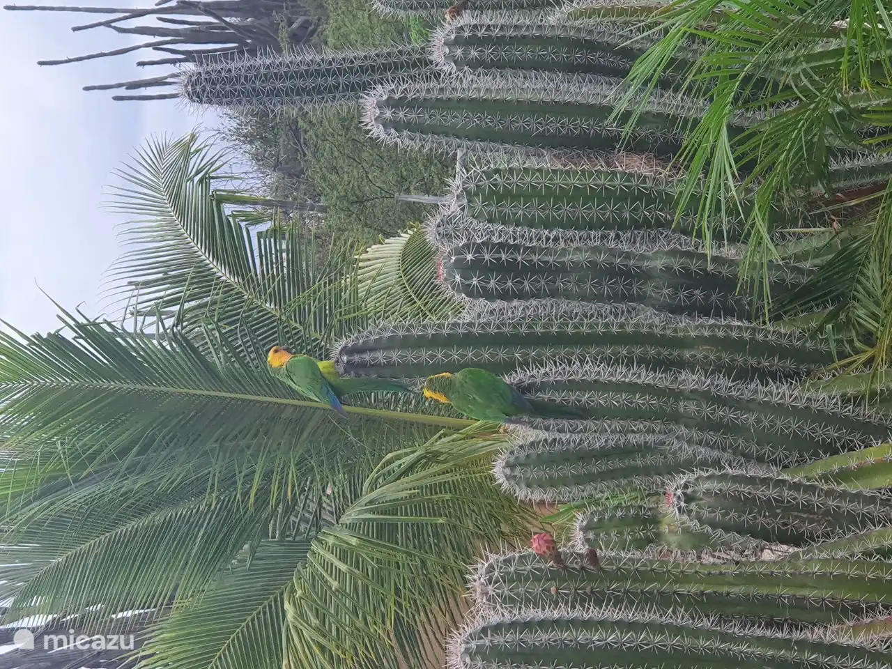 Papegaaien in onze tuin